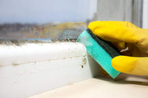 Best Insurance-Related Mold Remediation in East Washington, PA