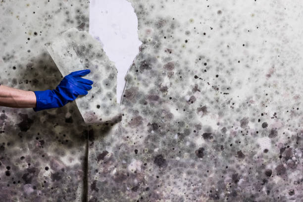 Best Kitchen Mold Remediation in East Washington, PA